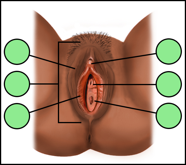 Female Genitalia