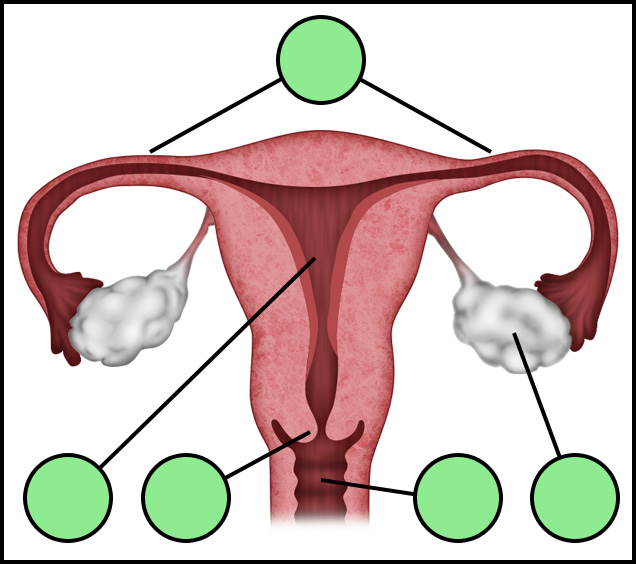 Female Genitalia