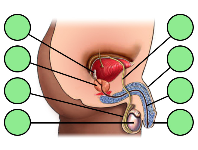 Male Genitalia